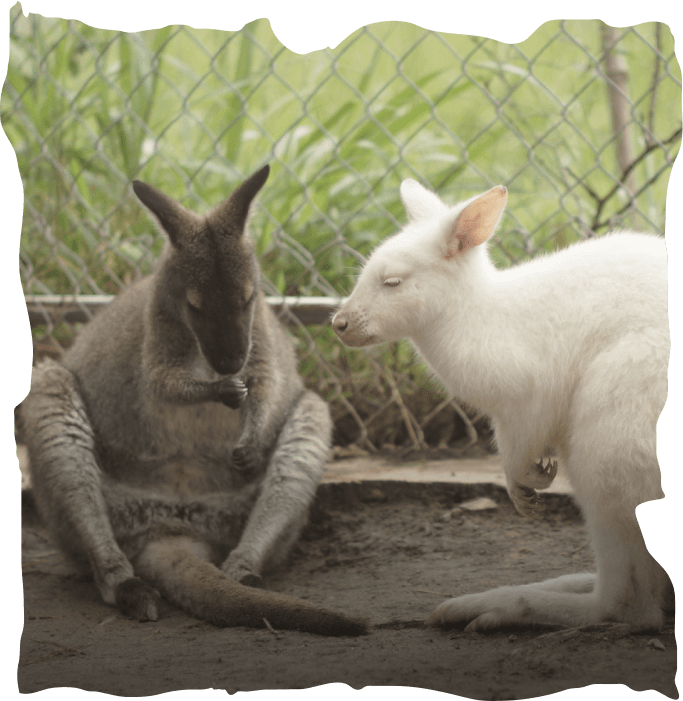 Animals at ZooDoo