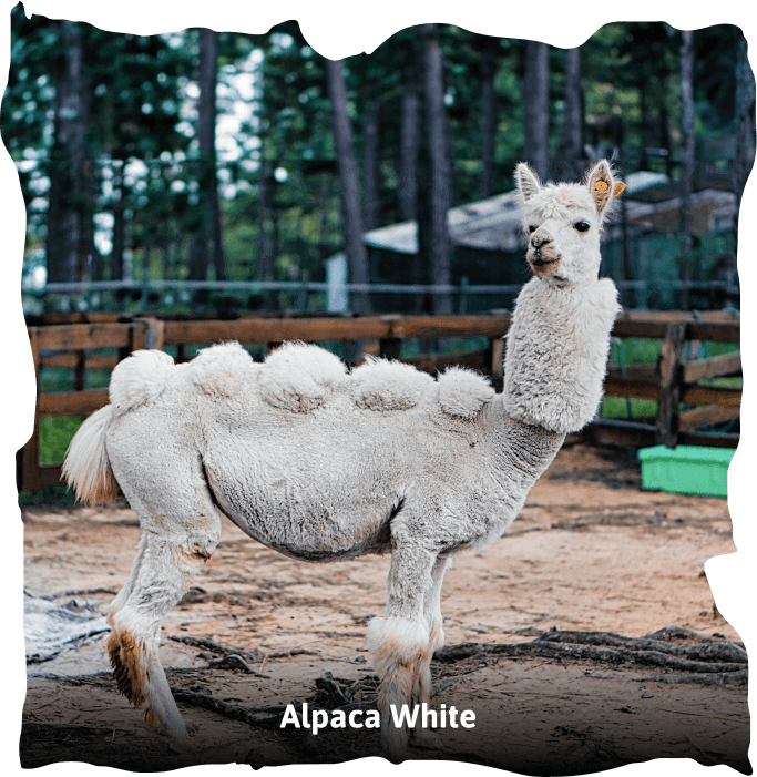 ZooDoo animal image