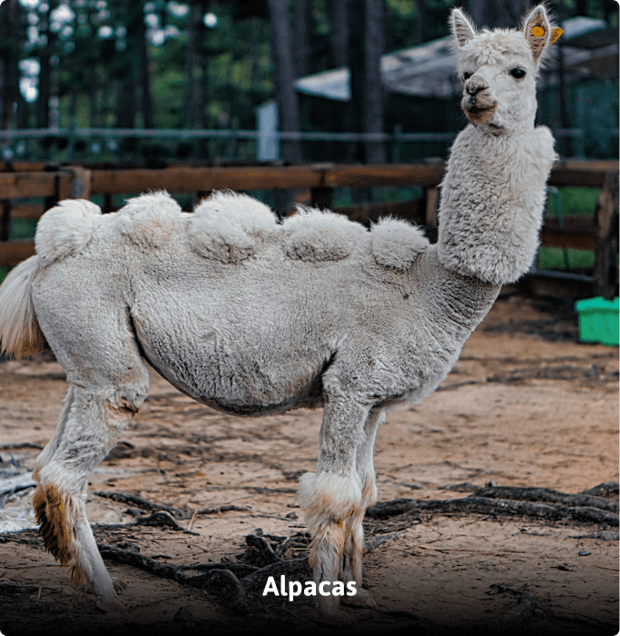 ZooDoo animal image