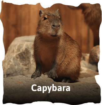 ZooDoo animals image