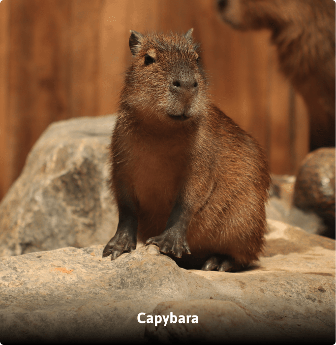 ZooDoo animal image