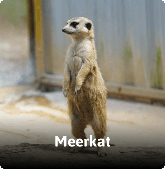 ZooDoo animals image