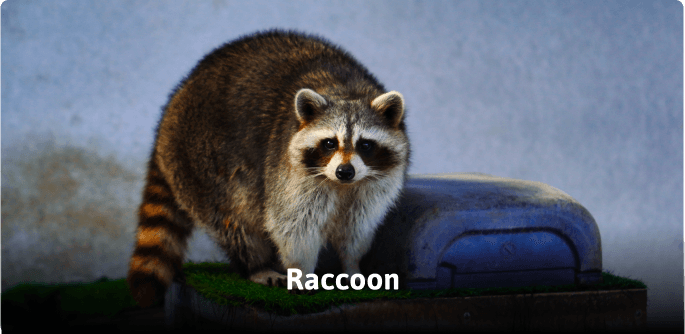 ZooDoo animals image