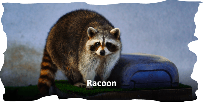 ZooDoo animals image