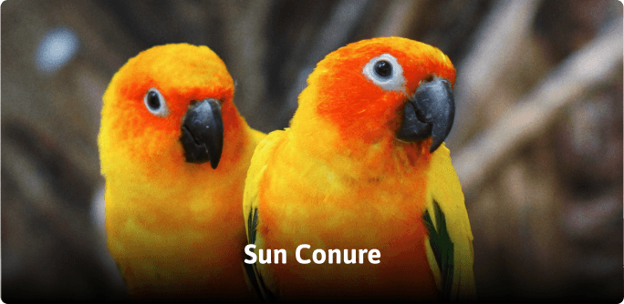 ZooDoo animals image