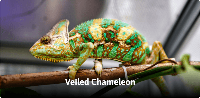 ZooDoo animal image