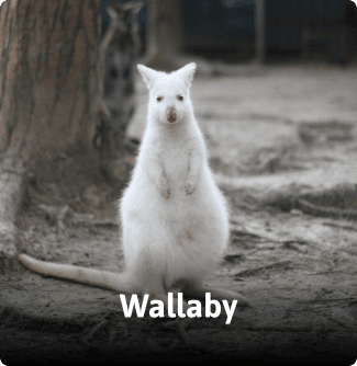 ZooDoo animal image
