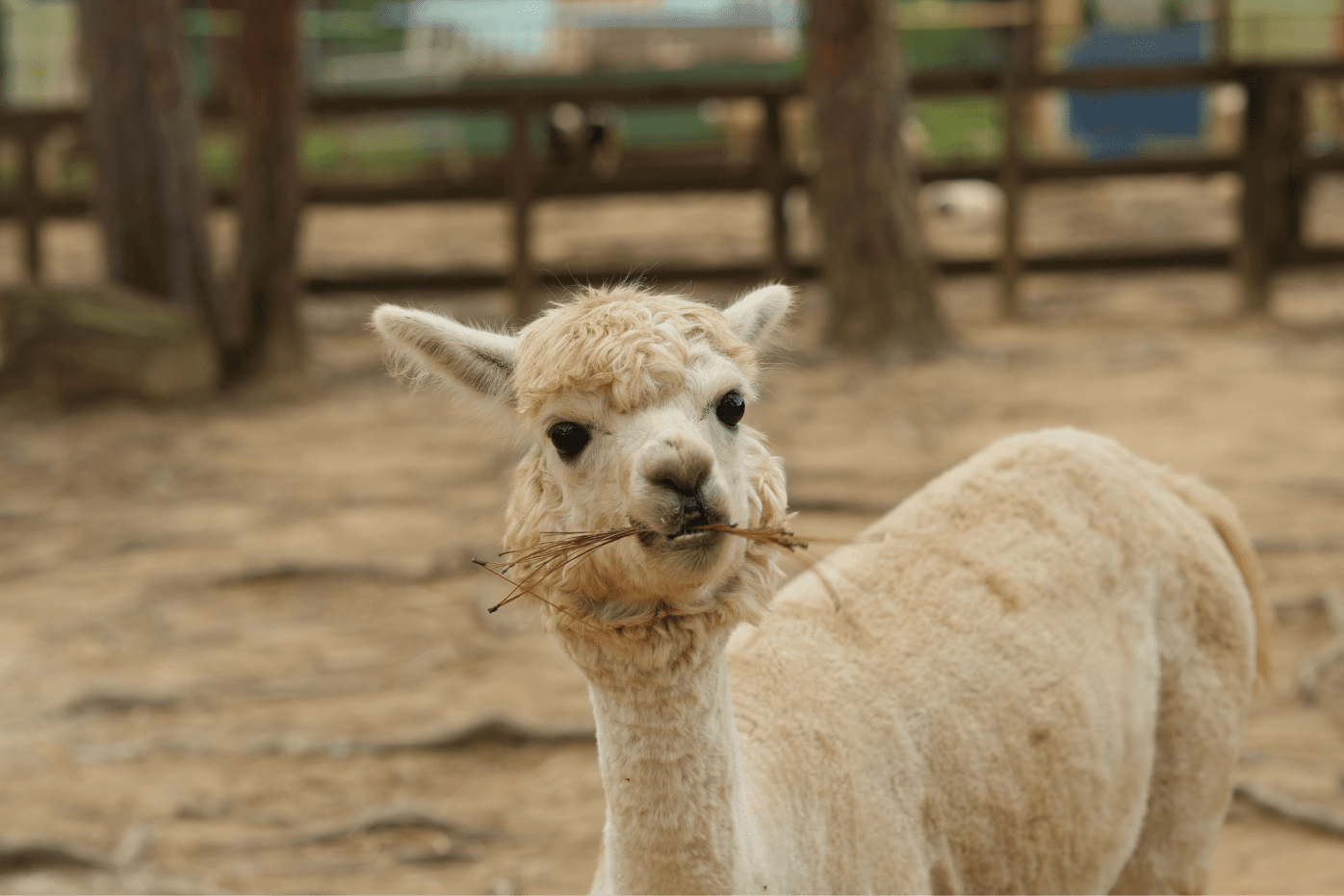 Alpaca at ZooDoo
