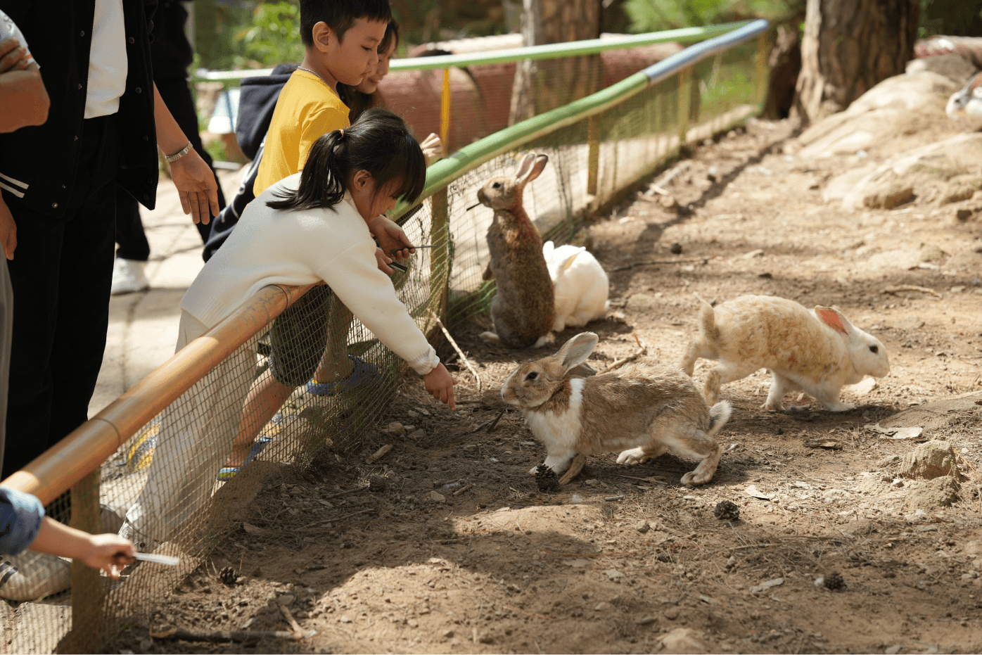 Children feeding rabbits at ZooDoo
