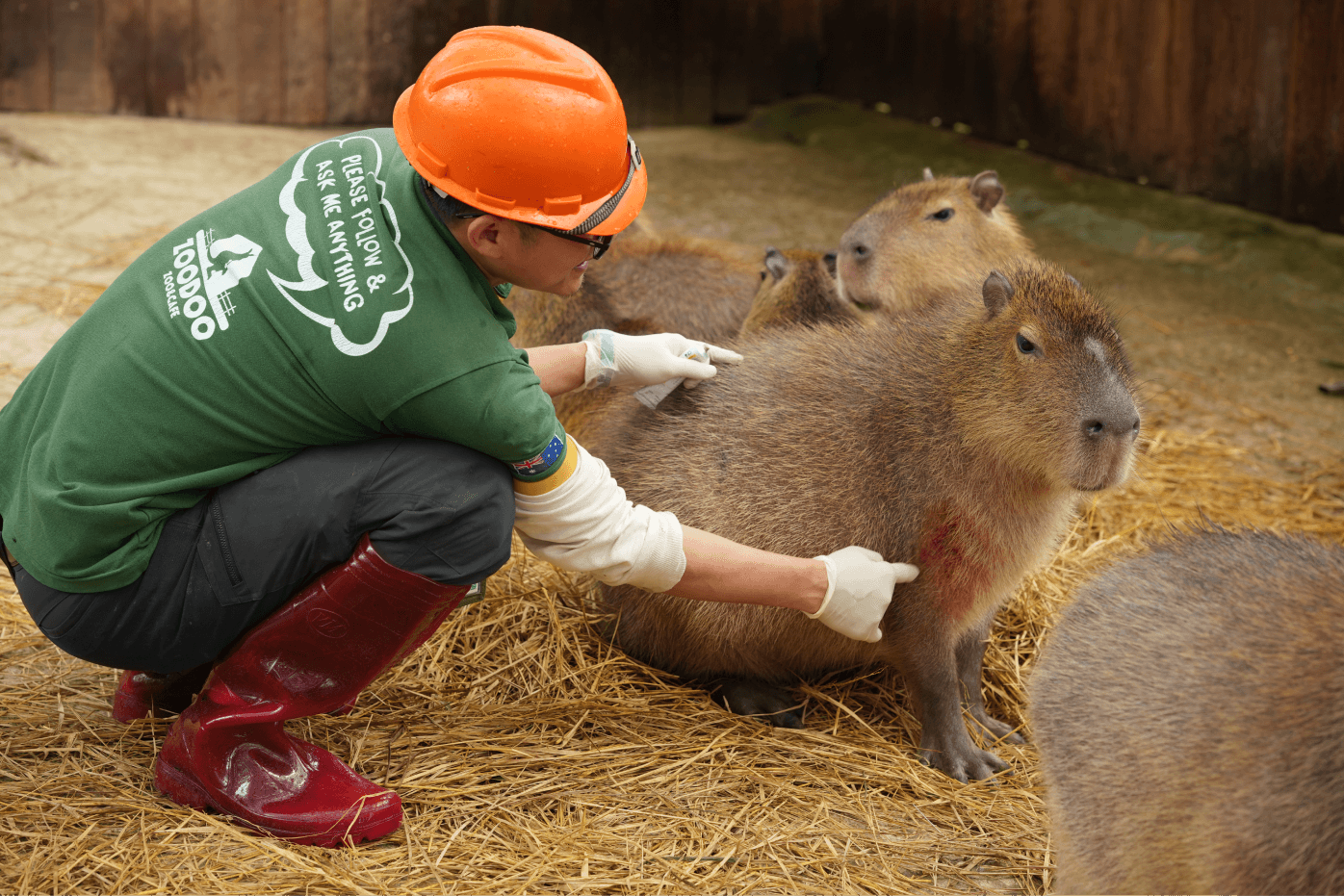 Zookeeper with capybaras at ZooDoo