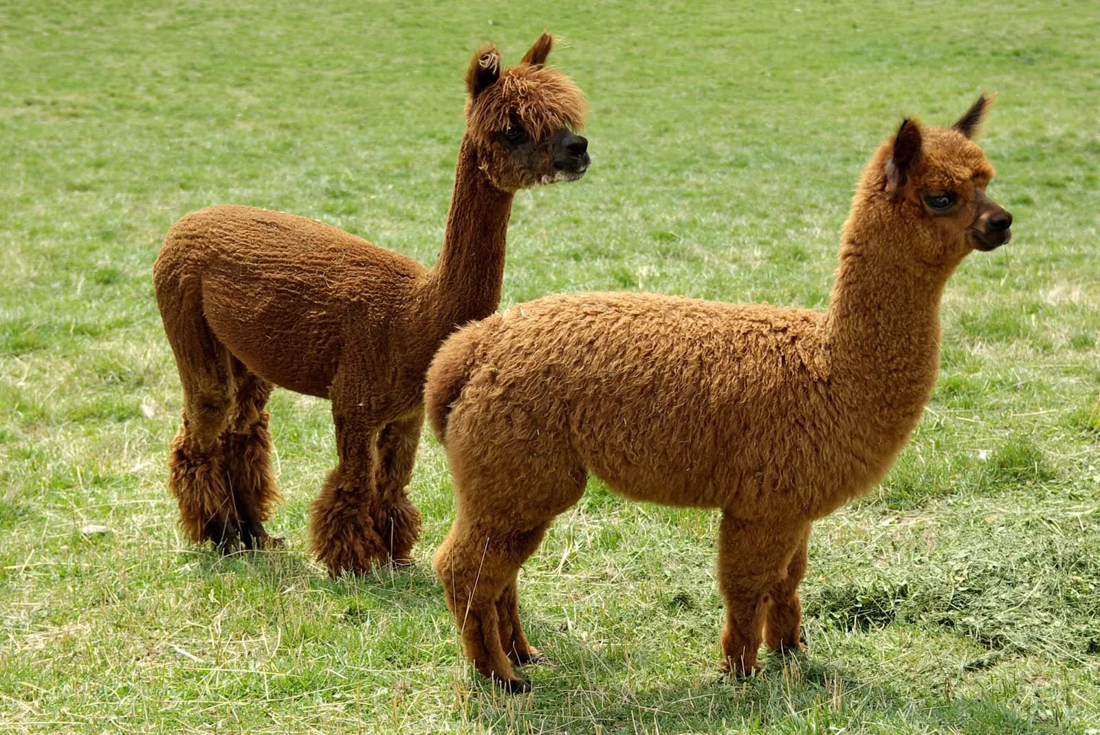 ALPACA 2